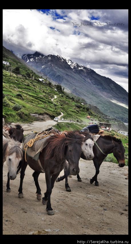 В Гималаях нет привычных нашему взгляду больших лошадей. Горные лошадки низкорослы Штат Джамму-и-Кашмир, Индия