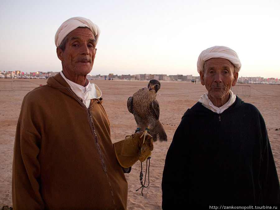 Местные гуру соколиной охоты. Оказывается, такие и в Сахаре есть. Дахла, Западная Сахара