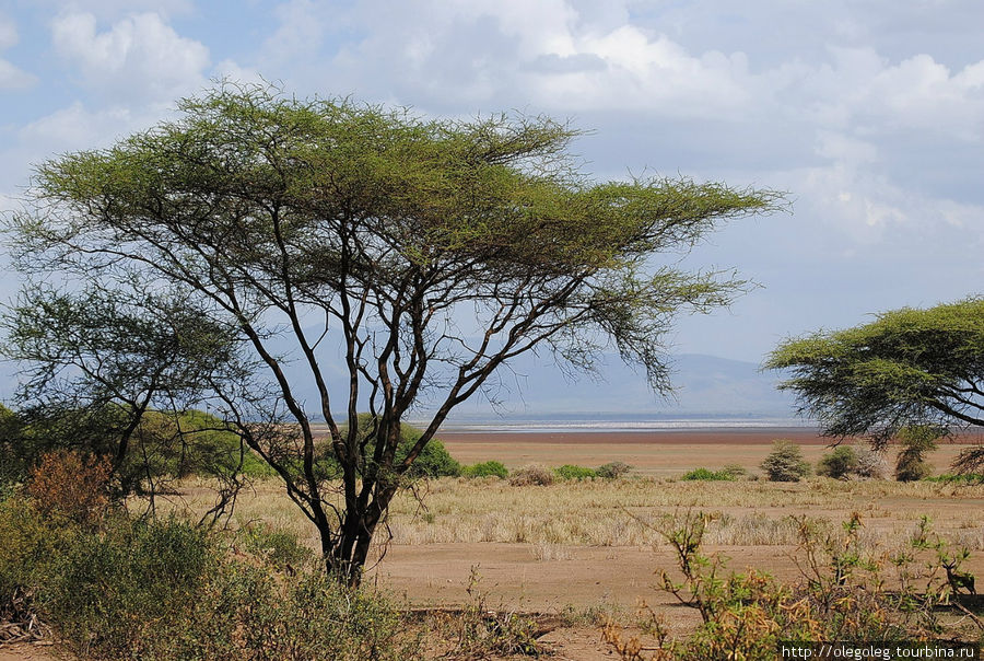 Акуна матата, или даешь сафари! 12.2010 Часть одинадцатая. Национальный парк Озеро Маньяра, Танзания