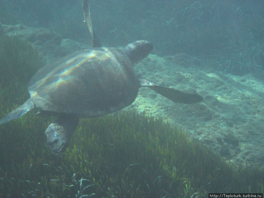 Морская черепаха Турция Морская черепаха Турция