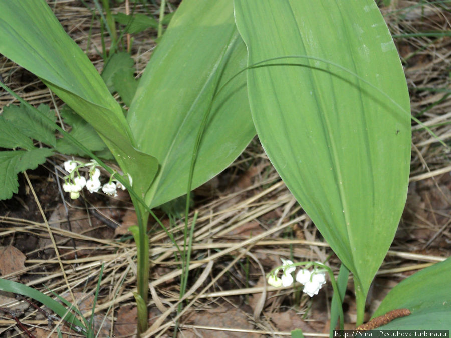 Лесная сказка в мае Россия Лесная сказка в мае Россия