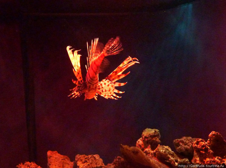Золотая рыбка похожа на бабочку Гэлвестон, CША