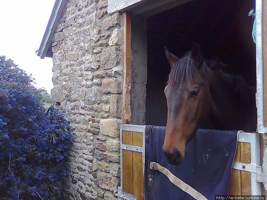 Окрестности замка: луга звенящих колокольчиков Жене, Франция Окрестности замка: луга звенящих колокольчиков Жене, Франция