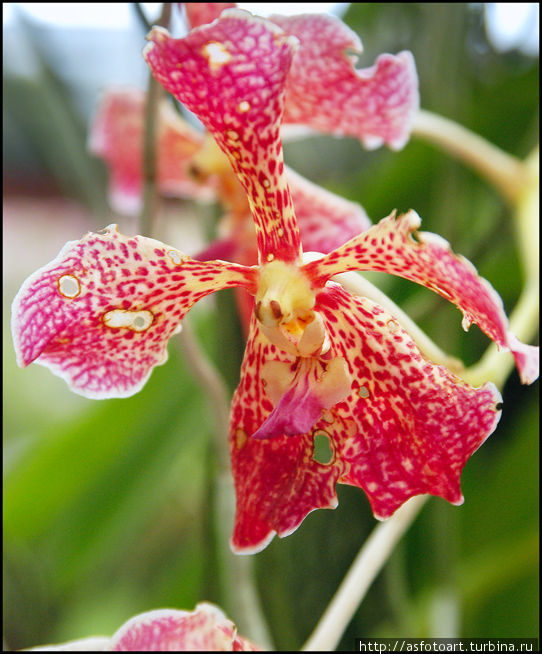 У красотки — орхидей тоже бывают болячки:( Шри-Ланка