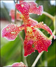 У красотки — орхидей тоже бывают болячки:(