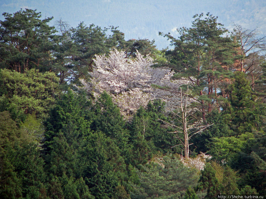 В горах увидали огромную дикую сакуру Накацугава, Япония