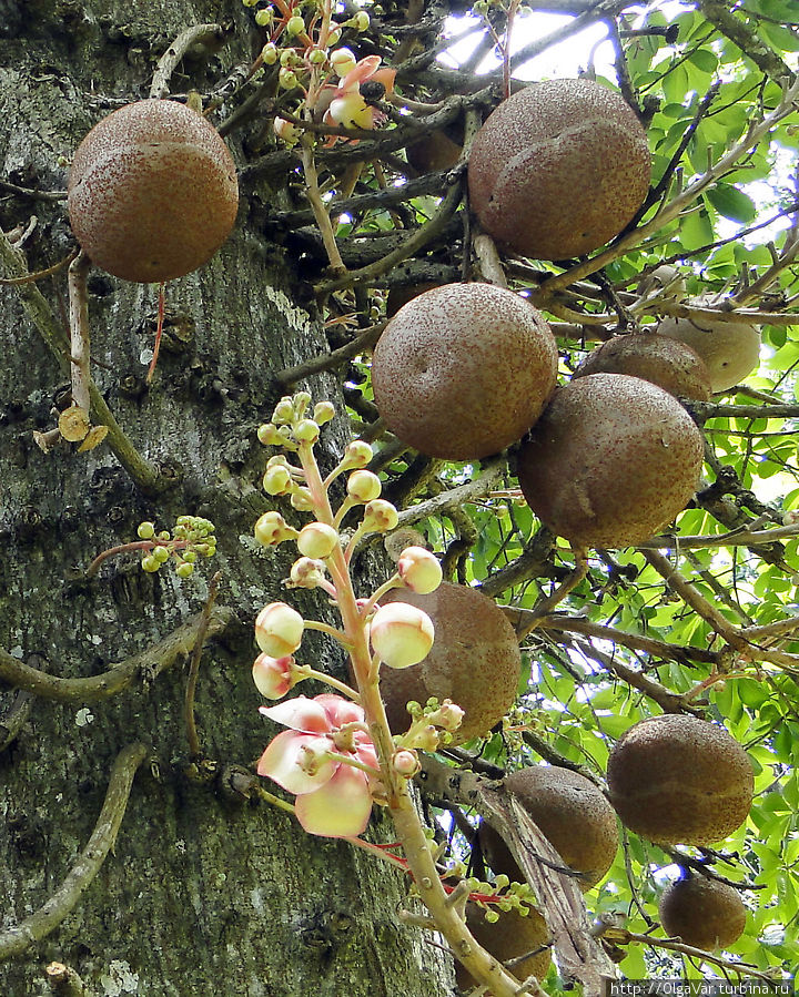 Курупита гвианская — необычное дерево, за поразительное сходство его плодов с пушечными ядрами оно получило еще одно название — дерево пушечных ядер Перадения, Шри-Ланка