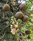 Курупита гвианская — необычное дерево, за поразительное сходство его плодов с пушечными ядрами оно получило еще одно название — дерево пушечных ядер