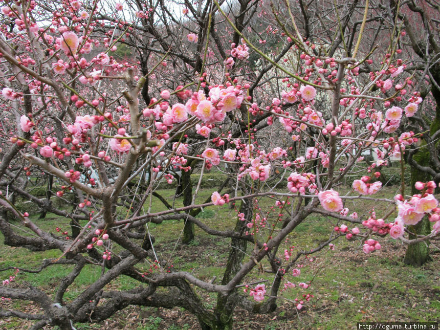 Байрин парк — старый парк с цветущей японской сливой в Гифу Гифу, Япония