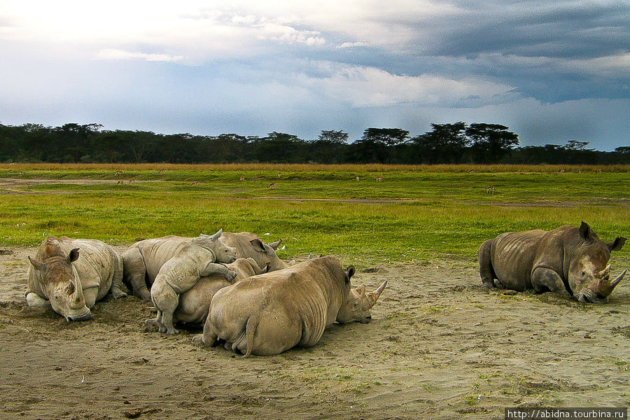 Кения. Национальный парк озеро Накуру