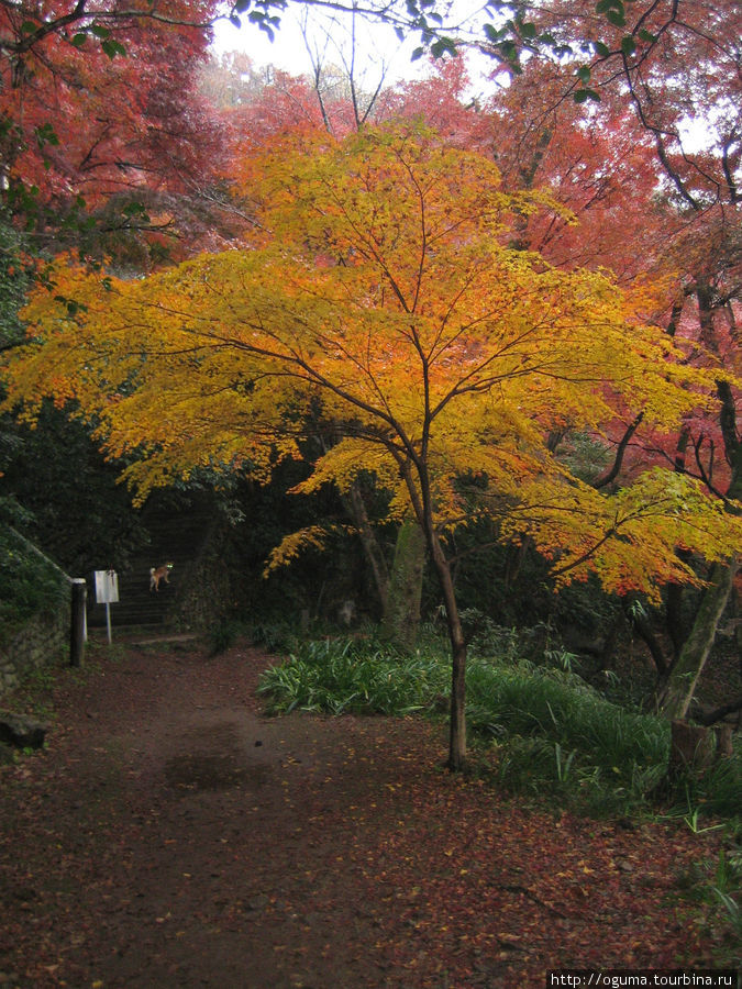 Цвета осени в центральной части острова Хонсю Япония