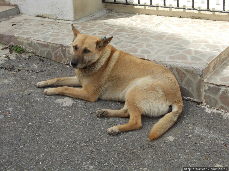 собака-островитянка Остров Бургаз, Турция