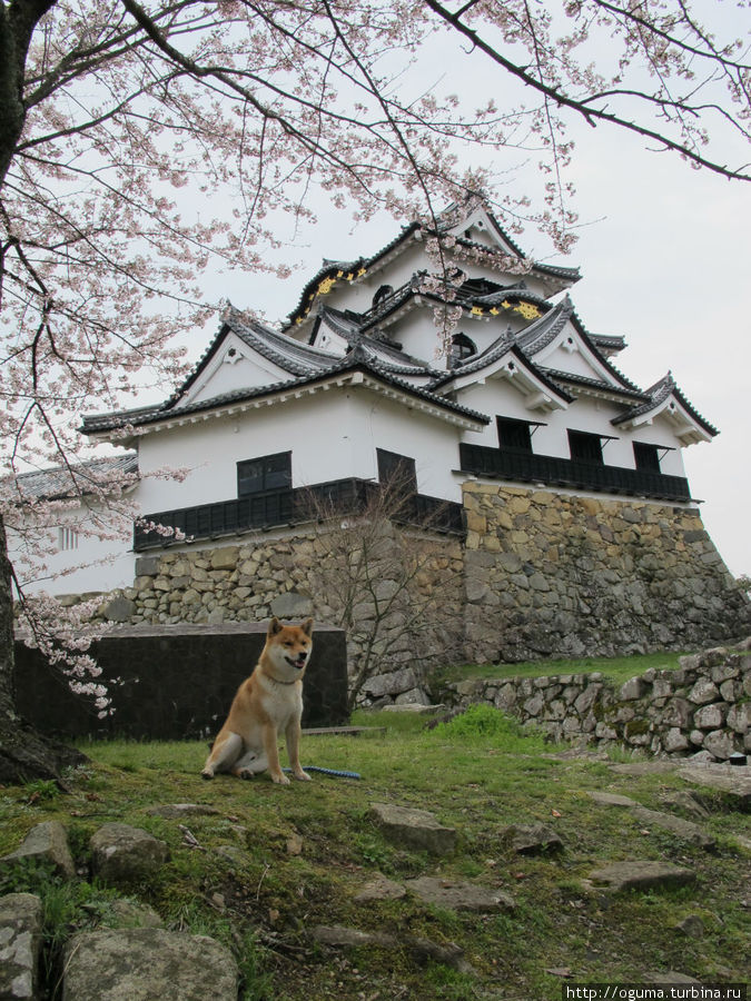 На страже крепости Хиконэ, Япония