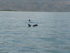 Бухта Шуаб,дельфины