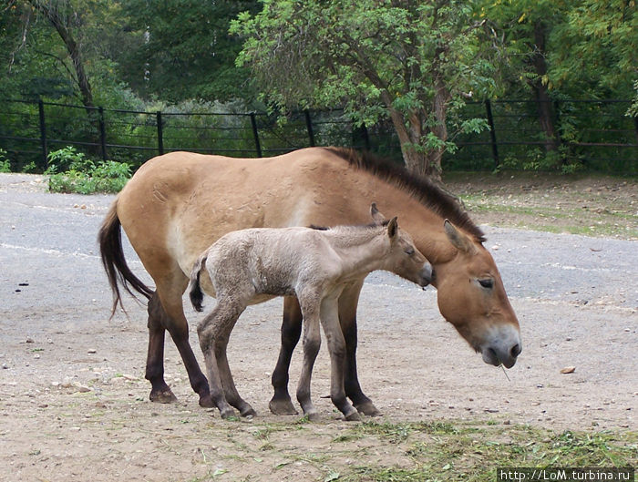 лошади Пржевальского лошади Пржевальского
