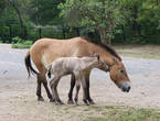лошади Пржевальского