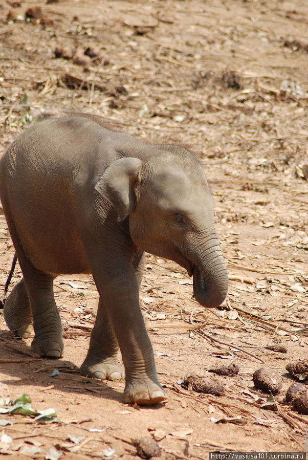 Такая работа или грустные слоники из приюта Пиннавела Канди, Шри-Ланка