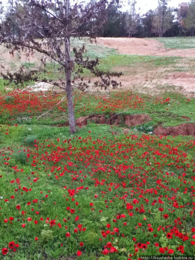 Цветущие анемоны и ослик по имени Лавни Рамат ха-Негев, Израиль