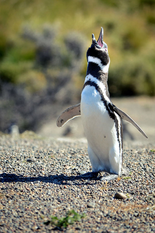 … и отчаянно трубили — не хуже морских слонов — вытянувшись во весь свой пингвиний рост! Пуэрто-Мадрин, Аргентина
