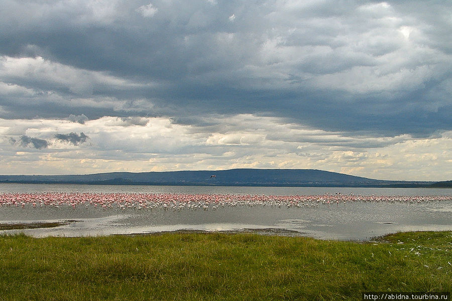 Кения. Национальный парк озеро Накуру Озеро Накуру Национальный Парк, Кения