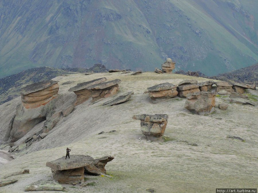 эти грибывыросли на высоте более 3000 метров очень давно Эльбрус (гора 5642м), Россия