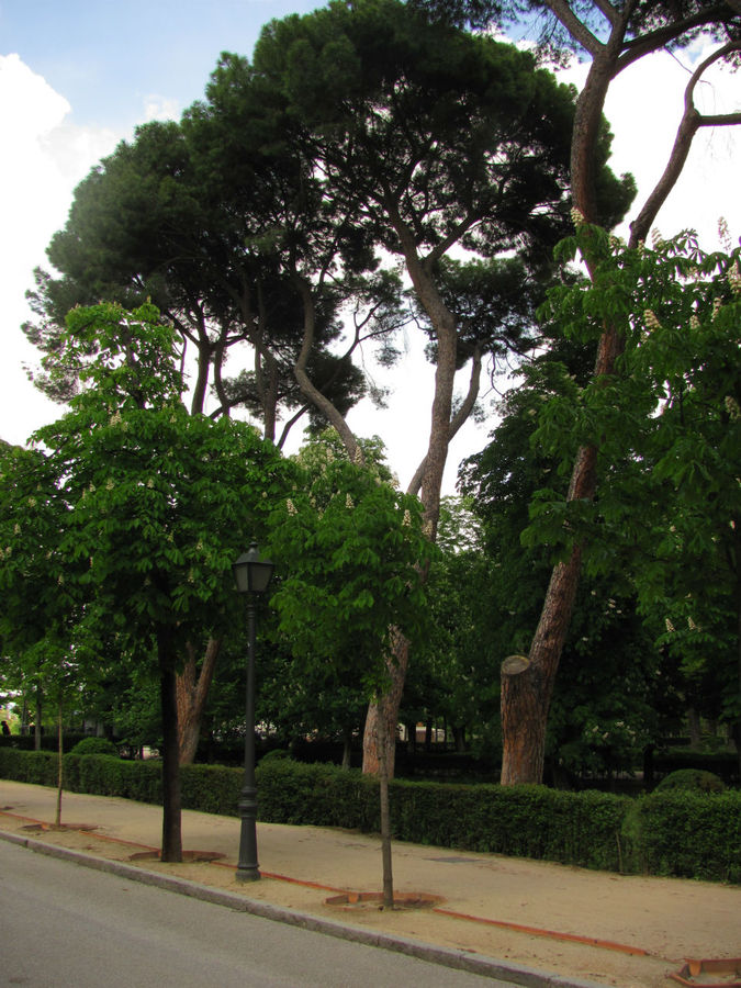 угадать высоту дерева Мадрид, Испания