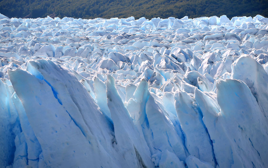 Ледник Перито Морено и его обитатели Лос-Гласьярес Национальный парк, Аргентина