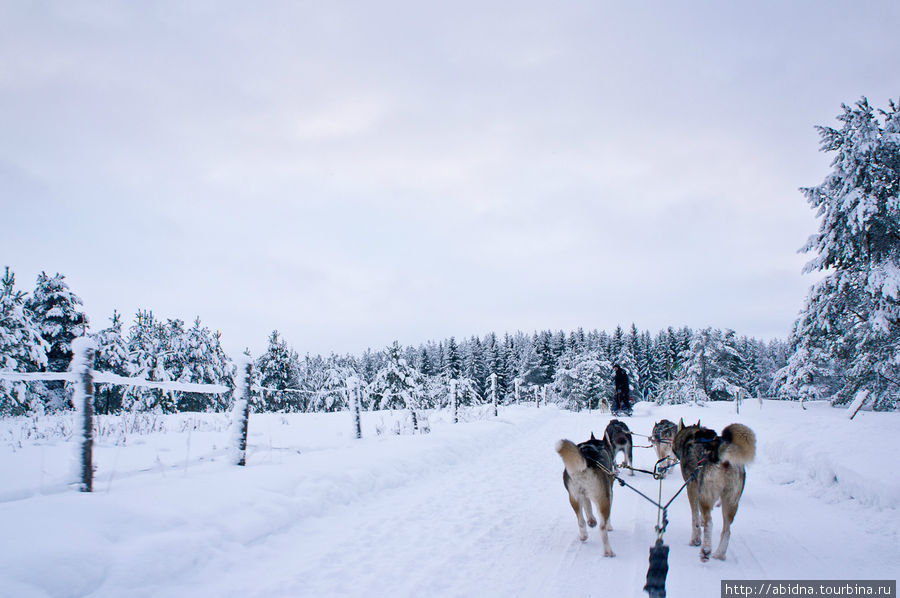 Катание на собачьих упряжках Нурмес, Финляндия
