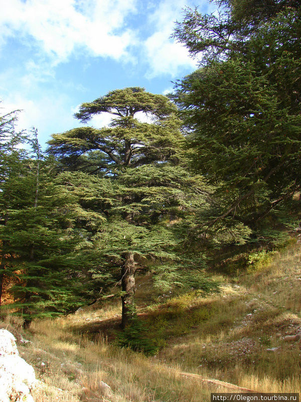 В долине Кадиша Долина Кадиша, Ливан В долине Кадиша Долина Кадиша, Ливан