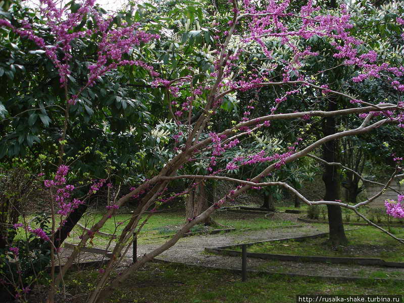 Цветущая флора и  бездомная  фауна Гагра, Абхазия