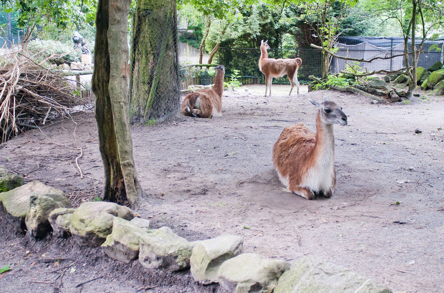 Амстердамский зоопарк Амстердам, Нидерланды