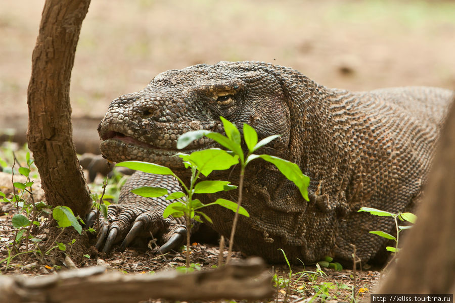 Году Дракона посвящается Комодо Национальный Парк, Индонезия