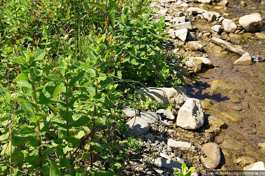 Мята перечная Мята перечная