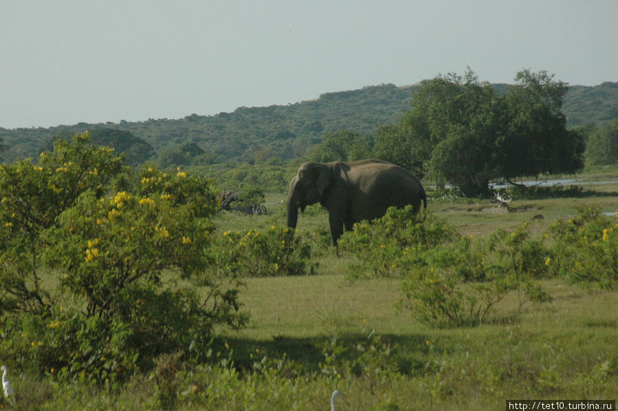 Дикий слон издали. Элла, Шри-Ланка