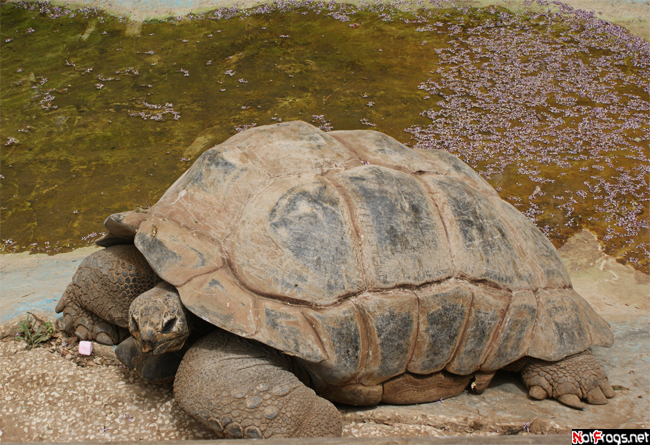 Гигантская черепаха Рамат-Ган, Израиль