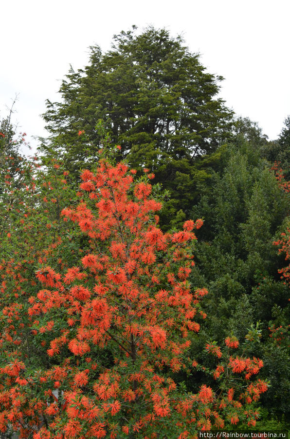 Цветущее дерево в Озерном крае неизвестного мне названия Чили