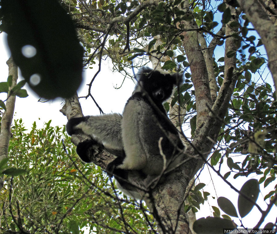 Страна Лемурия. 5 способов посмотреть лемуров на Мадагаскаре Мадагаскар