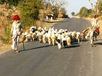 Старый пастух. Штат Раджастан