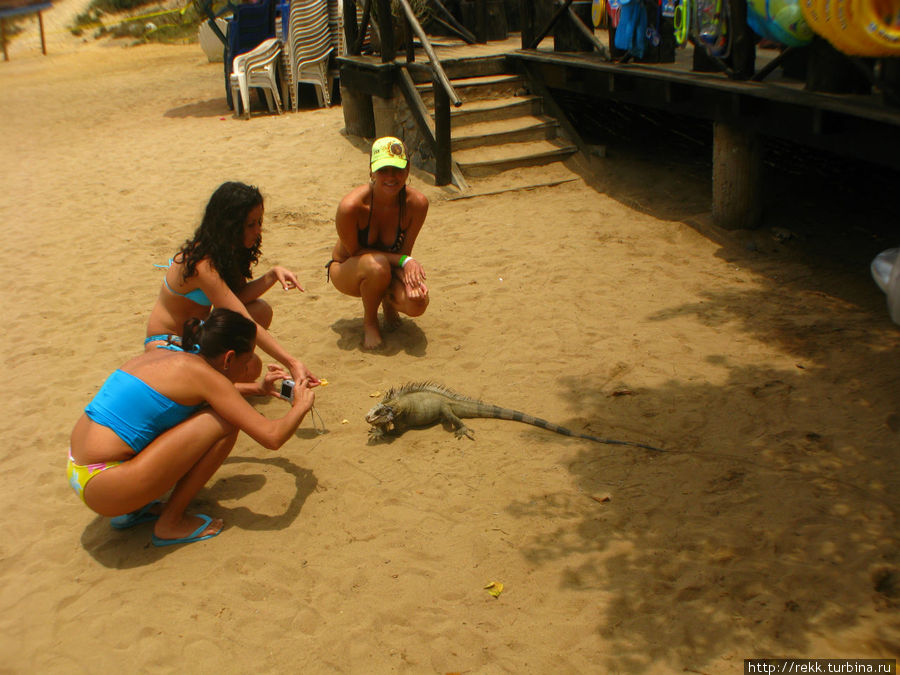 На первом острове жили игуаны. Приятные зверушки грелись на солнышке. Говорят, в ярости, может ударить хвостом (!!!) Пуэрто-Ла-Крус, Венесуэла