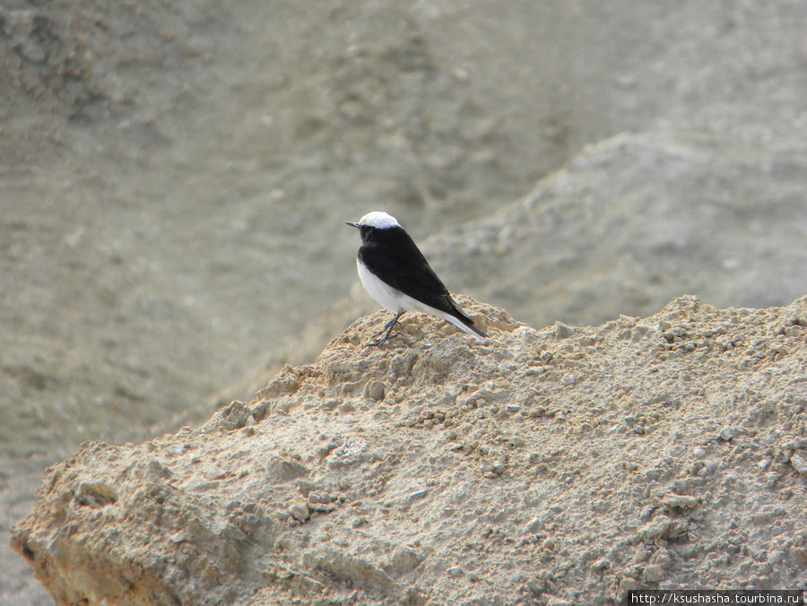 Маленькая птичка прилетает к нашей группе и неотступно следует за нами всю дорогу Мертвое море, Израиль