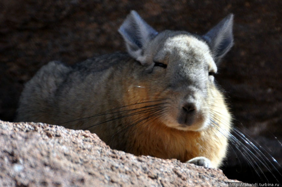 Очень ленивый родственник зайца Боливия