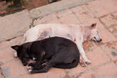 Бхактапур. Загадочная розовая собака