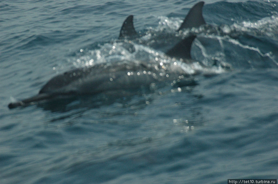 кит-4,  ведь дельфины — они тоже киты , только маленькие ! Матара, Шри-Ланка