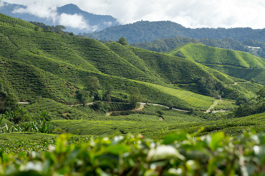 Чайные плантации Boh Sungei Palas, Камерон Хайлендс Камерон-Хайлендс, Малайзия