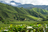Чайные плантации Boh Sungei Palas, Камерон Хайлендс