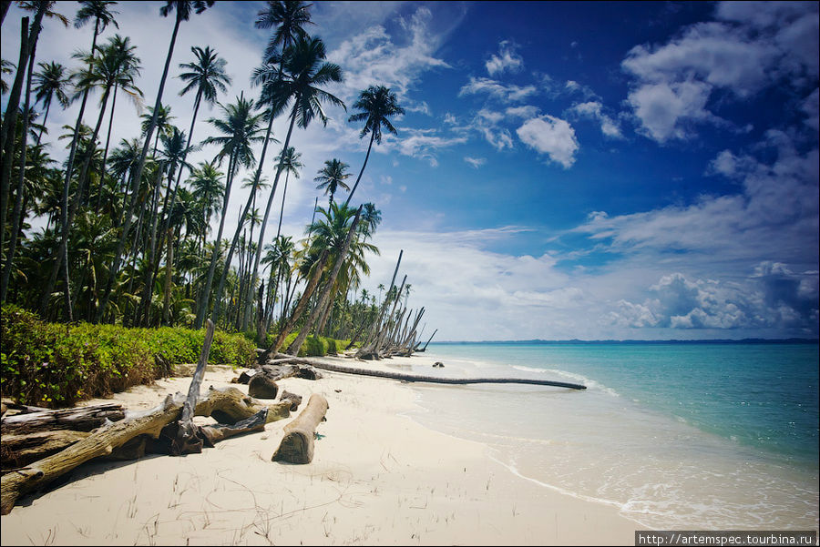 Некоторые пальмы лишены растительности — это последствие цунами 2004 года Суматра, Индонезия