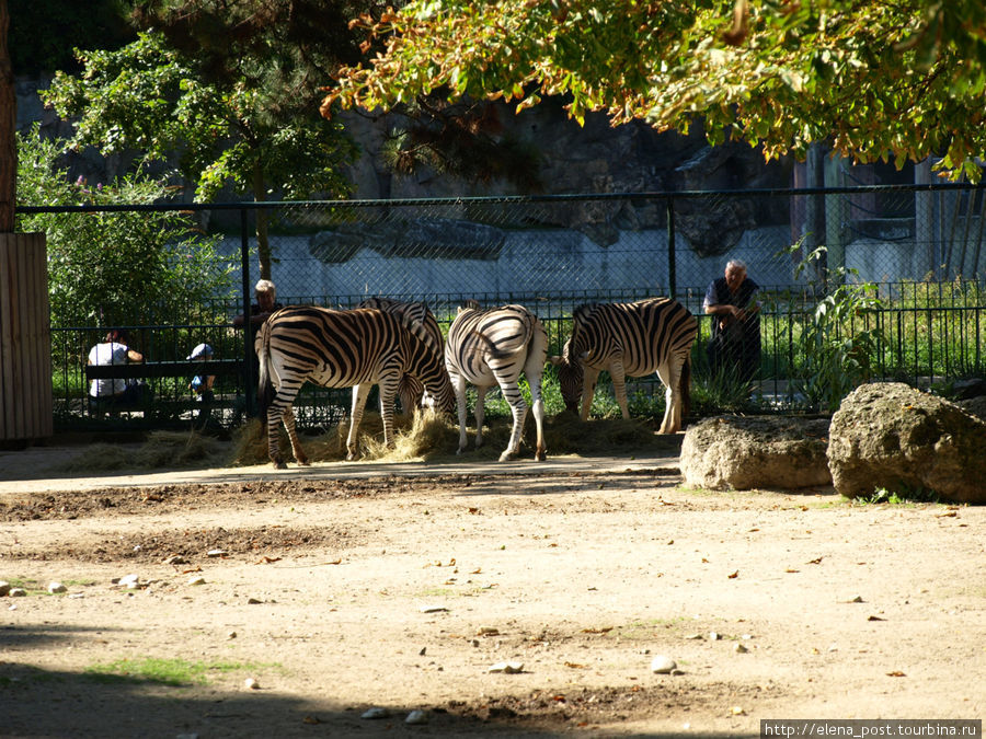 Венский зоопарк Вена, Австрия