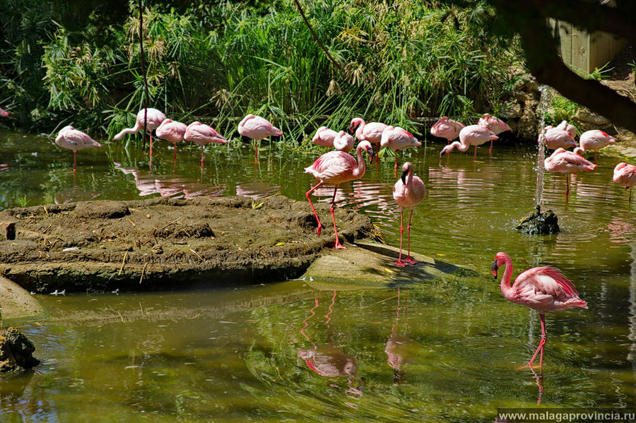 Розовые фламинго Эстепона, Испания