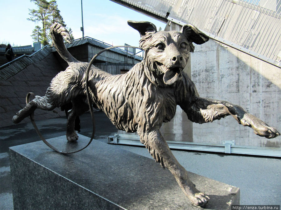 Bikkja i bakken — милейшая Собака на земле у трамплина Холменколлен. Осло, Норвегия