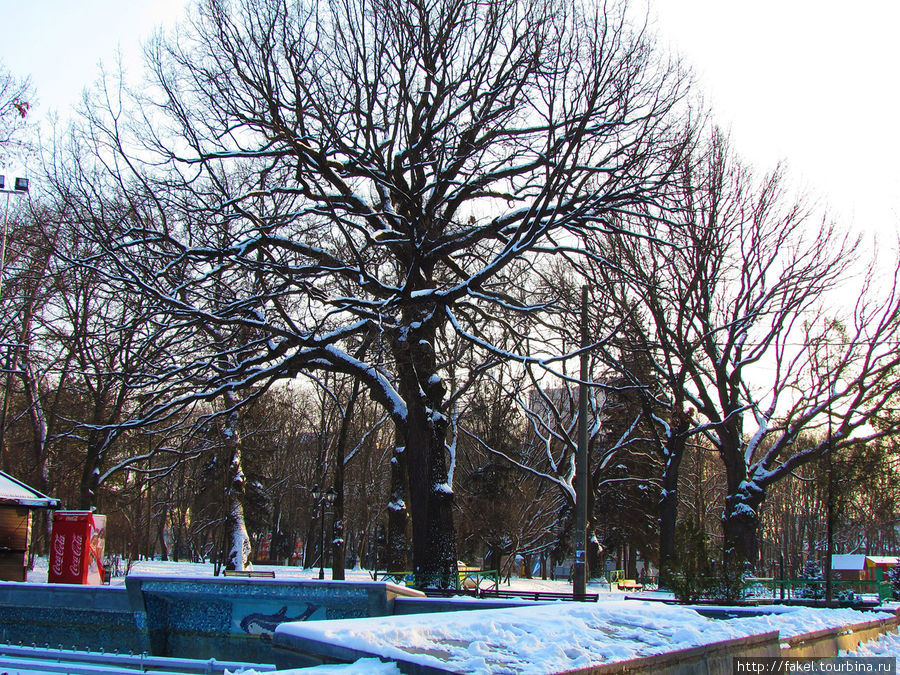 Зимой в саду Шевченко Харьков, Украина